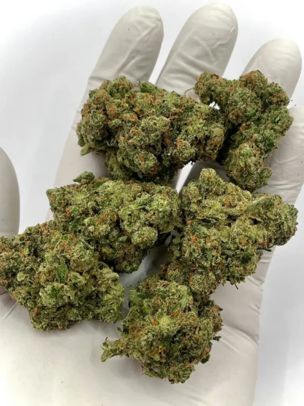 Jack Herer Sativa Dominant Hybrid 30-35% THC
