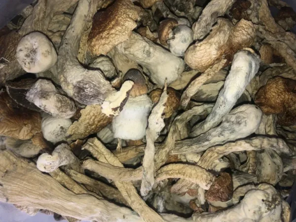 Buddha Belly Mushrooms