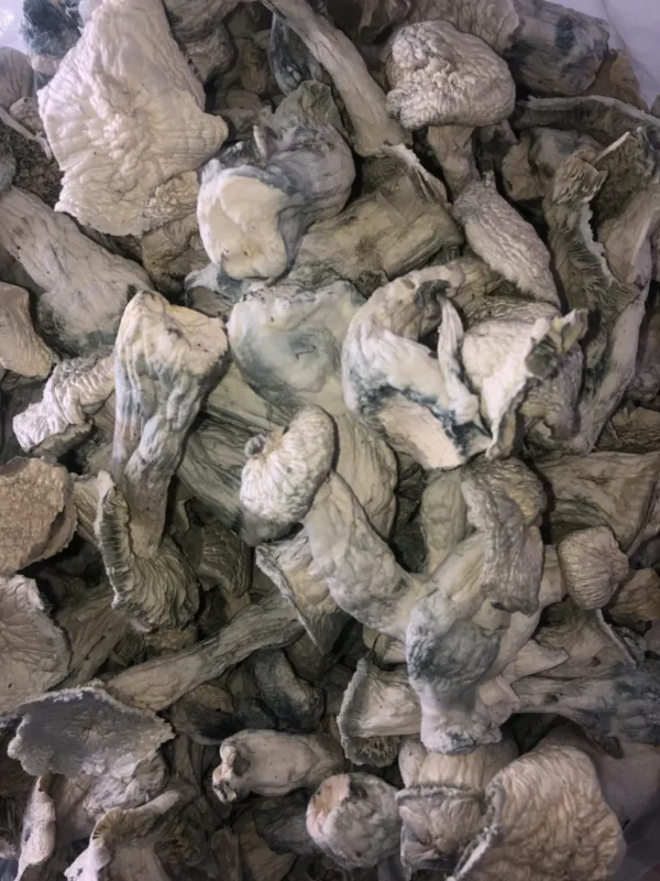 Silly APES Magic Mushroom