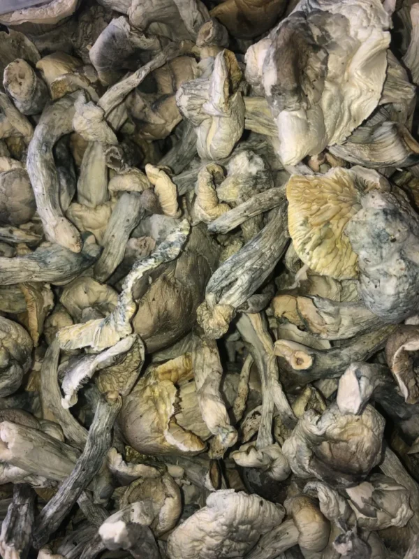 Iceberg Mushroom -Psilocybe Cubensis Species